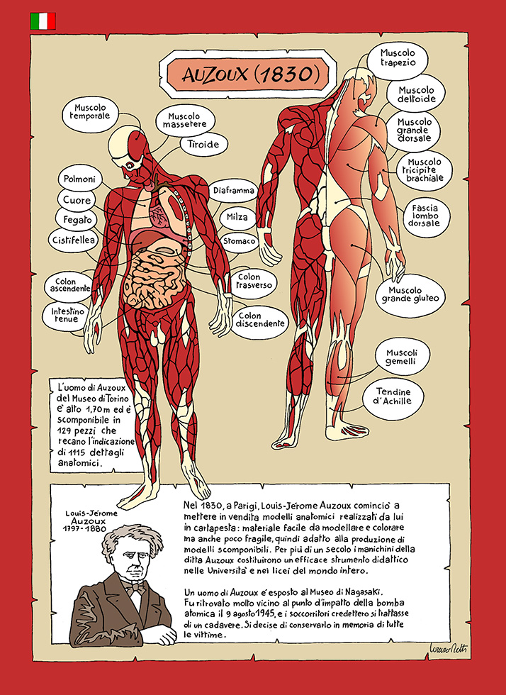 F Museo Di Anatomia Umana Luigi Rolando Universit Di Torino