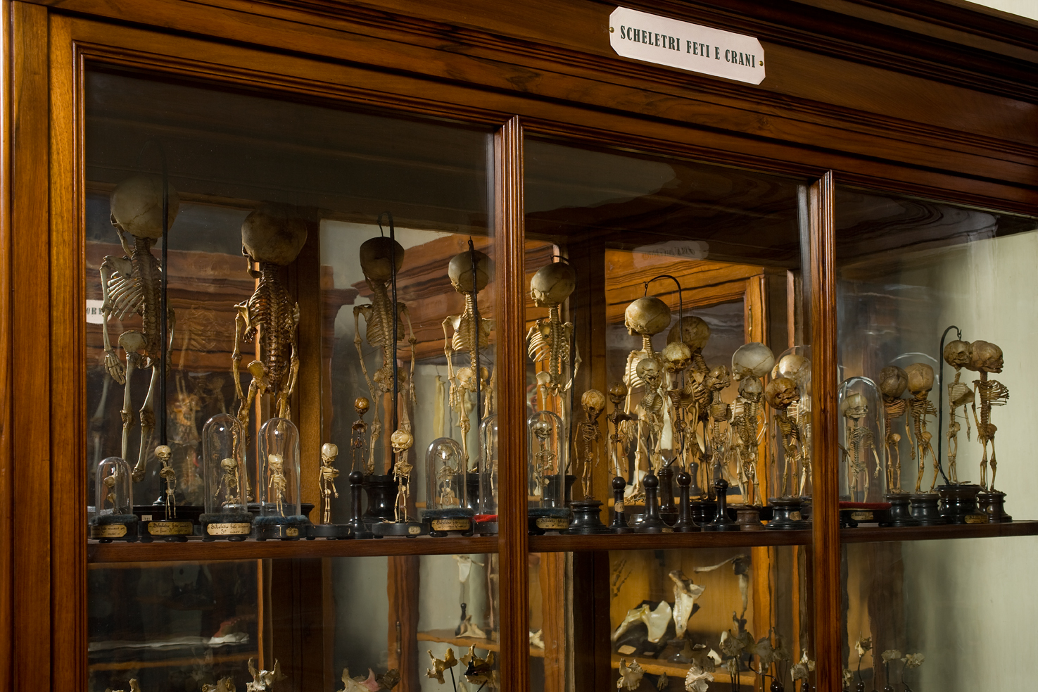 Museo di Anatomia umana Luigi Rolando