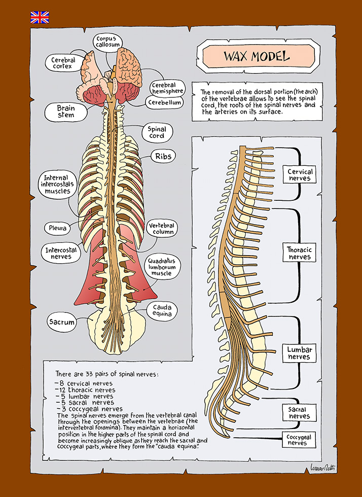 31R Museo di Anatomia Umana Luigi Rolando Università di Torino