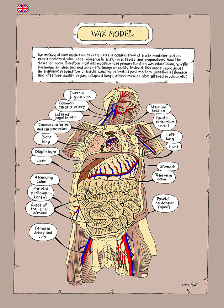 R Museo Di Anatomia Umana Luigi Rolando Universit Di Torino