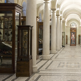 Museo di Anatomia umana Luigi Rolando